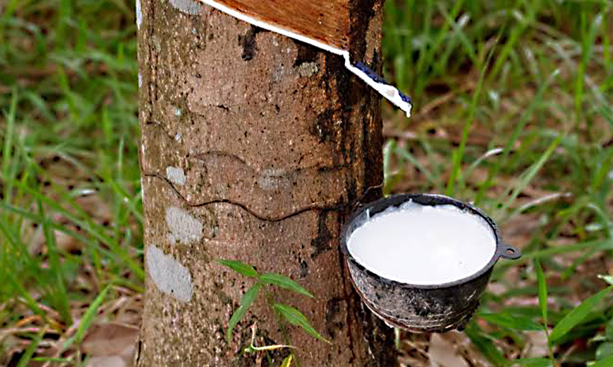 Rubber Plantation for sale 3