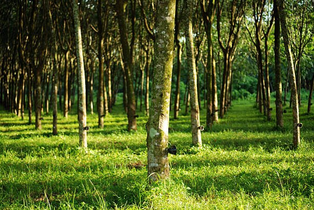 Rubber land for sale in  Galle