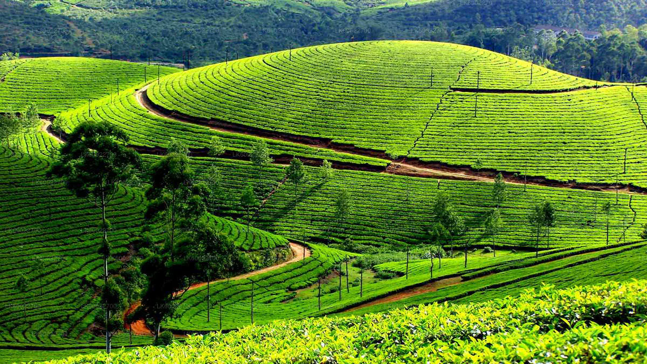 Best Places in Sri Lanka to Invest in Tea: High-Value Regions, Financial Potential & Why Investors Are Paying Attention